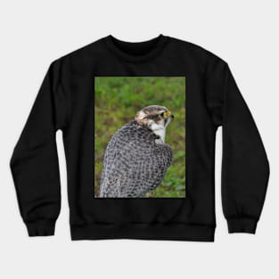 Peregrine falcon Crewneck Sweatshirt